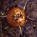 Calochortus fimbriatus, Hugh McDonald
