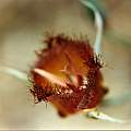 Calochortus fimbriatus, Hugh McDonald