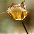 Calochortus fimbriatus outer, Hugh McDonald