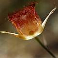 Calochortus fimbriatus outer, Hugh McDonald
