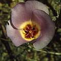 Calochortus flexuosus, Hugh McDonald