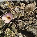Calochortus flexuosus in habitat, Hugh McDonald