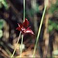 Calochortus fuscus, Hugh McDonald