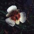 Calochortus ghiesbreghtii var, Hugh McDonald