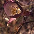 Calochortus greenei inner, Hugh McDonald Calochortus greenei inner, Hugh McDonald