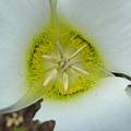 Calochortus gunnisoni, Hugh McDonald