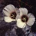 Calochortus howellii, Hugh McDonald [Shift+click to enlarge, Click to go to wiki entry]