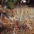 Calochortus invenustus plant, Hugh McDonald