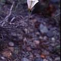 Calochortus invenustus plant, Hugh McDonald