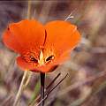 Calochortus kennedyi, Hugh McDonald