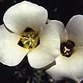 Calochortus leichtlinii, Hugh McDonald