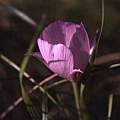 Calochortus longebarbatus, Hugh McDonald Calochortus longebarbatus, Hugh McDonald
