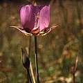 Calochortus longebarbatus, Hugh McDonald Calochortus longebarbatus, Hugh McDonald