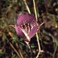 Calochortus longebarbatus, Hugh McDonald Calochortus longebarbatus, Hugh McDonald