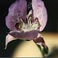 Calochortus longebarbatus inner, Hugh McDonald Calochortus longebarbatus inner, Hugh McDonald