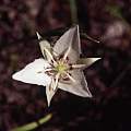 Calochortus lyallii, Hugh McDonald Calochortus lyallii, Hugh McDonald