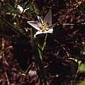 Calochortus lyallii plant, Hugh McDonald Calochortus lyallii plant, Hugh McDonald