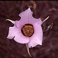 Calochortus macrocarpus var. maculosus intermediate color form, Hugh McDonald