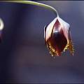Calochortus marcellae, Hugh McDonald