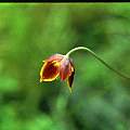 Calochortus marcellae, Hugh McDonald