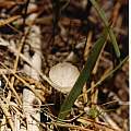 Calochortus minimus plant, Hugh McDonald Calochortus minimus plant, Hugh McDonald