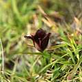 Calochortus nigrescens, Hugh McDonald
