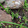 Calochortus nigrescens in habitat, Hugh McDonald