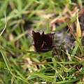 Calochortus nigrescens inner, Hugh McDonald