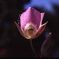 Calochortus nitidus outer, Hugh McDonald Calochortus nitidus outer, Hugh McDonald