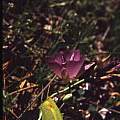 Calochortus nudus, Hugh McDonald Calochortus nudus, Hugh McDonald