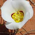 Calochortus nuttallii, Hugh McDonald