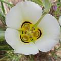 Calochortus nuttallii, Hugh McDonald