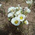 Calochortus nuttallii Utah, Hugh McDonald