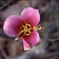 Calochortus nuttallii pink, Hugh McDonald