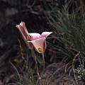 Calochortus nuttallii pink outer, Hugh McDonald