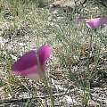 Calochortus nuttallii pink outer Arizona, Hugh McDonald