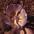 Calochortus persistens, Hugh McDonald Calochortus persistens, Hugh McDonald