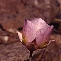 Calochortus persistens outer, Hugh McDonald Calochortus persistens outer, Hugh McDonald