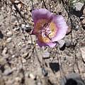 Calochortus plummerae, Hugh McDonald