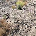 Calochortus plummerae in habitat, Hugh McDonald