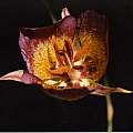 Calochortus plummerae inner, Hugh McDonald