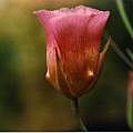 Calochortus plummerae outer, Hugh McDonald