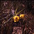 Calochortus pulchellus, Hugh McDonald Calochortus pulchellus, Hugh McDonald