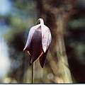Calochortus purpureus, Hugh McDonald
