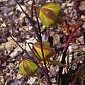 Calochortus raichei plant, Hugh McDonald Calochortus raichei plant, Hugh McDonald