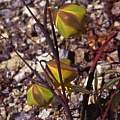 Calochortus raichei plant, Hugh McDonald