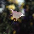Calochortus simulans outer, Hugh McDonald