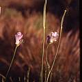 Calochortus splendens plant, Hugh McDonald