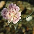 Calochortus striatus, Hugh McDonald