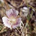 Calochortus striatus, Hugh McDonald